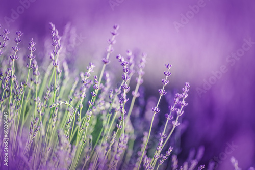 Beautiful lavender in the rays of light  a fairy tale landscape  summer time