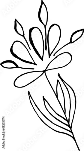 Fototapeta Naklejka Na Ścianę i Meble -  Single hand drawn herbal elements. Doodle vector illustration for, logo and greeting card.