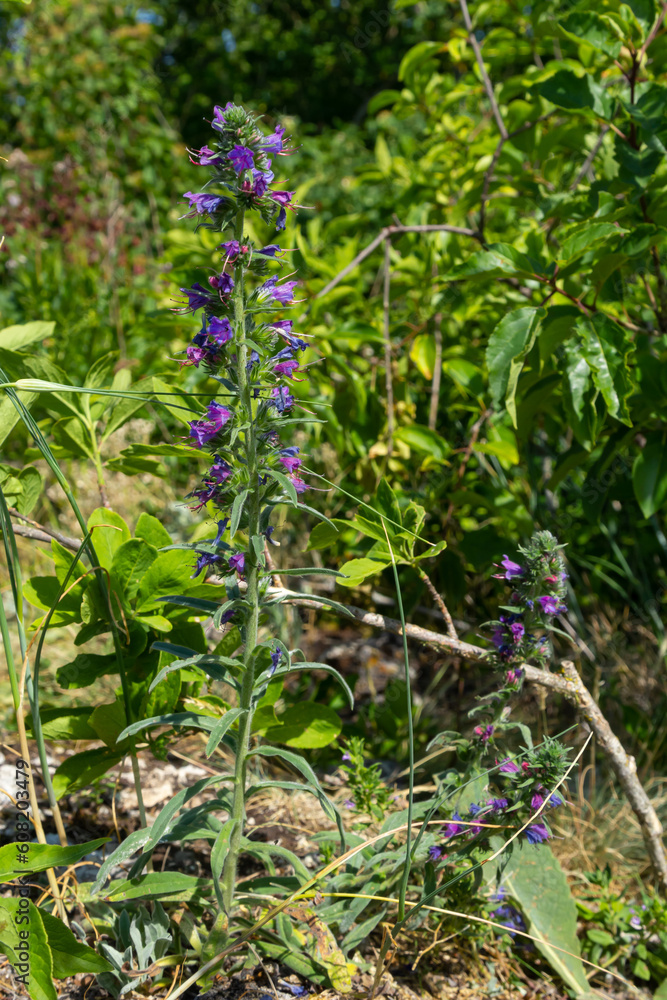 Blooming meadow in sunny summer day. Echium vulgare, beautiful wildflowers. Summer floral background, close-up flowers Blooming meadow in sunny summer day. Echium vulgare, beautiful wildflowers. Summer floral background, close-up flowers