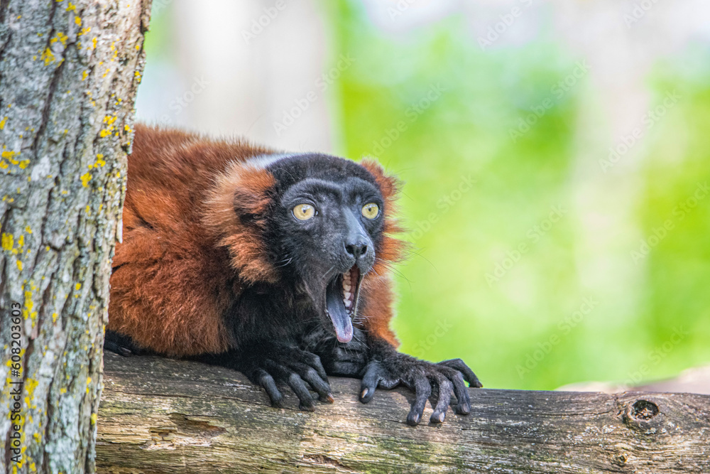 this lemur can be a meme  - obrazy, fototapety, plakaty 