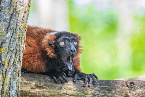 this lemur can be a meme  photo