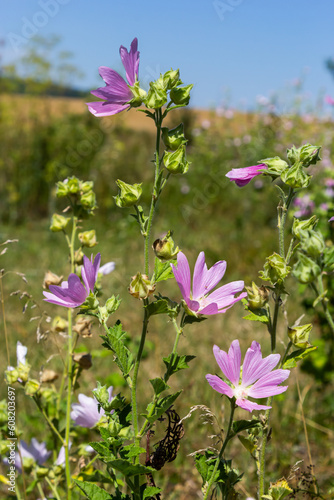 Flower of garden tree-mallow with droplets of dew on the petals Lavatera thuringiaca photo