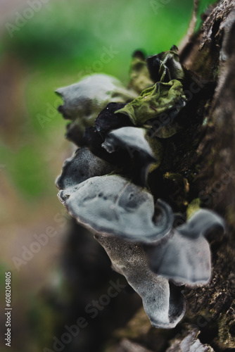 Fototapeta Naklejka Na Ścianę i Meble -  fungus in the mountains