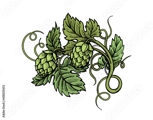 Hop plant hand drawn. Branch of hops engraving style. Design element for beer label. vector color illustration