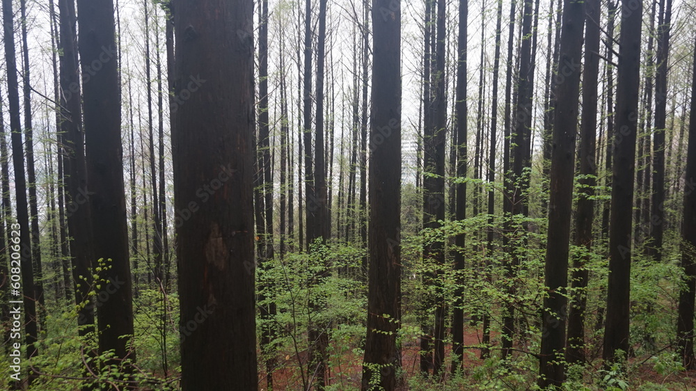 Naklejka premium Rain in the mountains. Rainy day in the forest. wilderness landscape forest with pine trees and moss on rocks