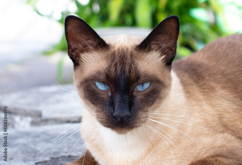 Portrait de gato siamês. 