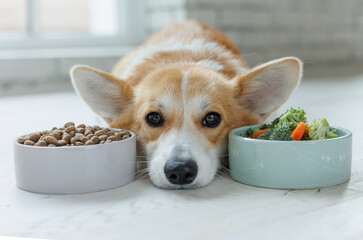 Dog food. Food for animals. Beautiful corgi eats food.
