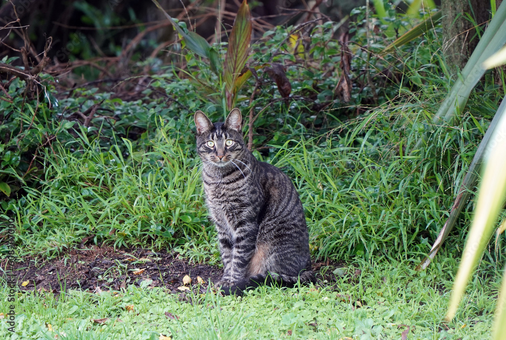 Tabby Cat on grass