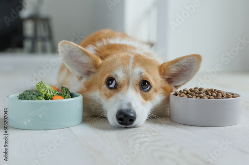 Obraz na plátně Dog food. Food for animals. Beautiful corgi eats food.