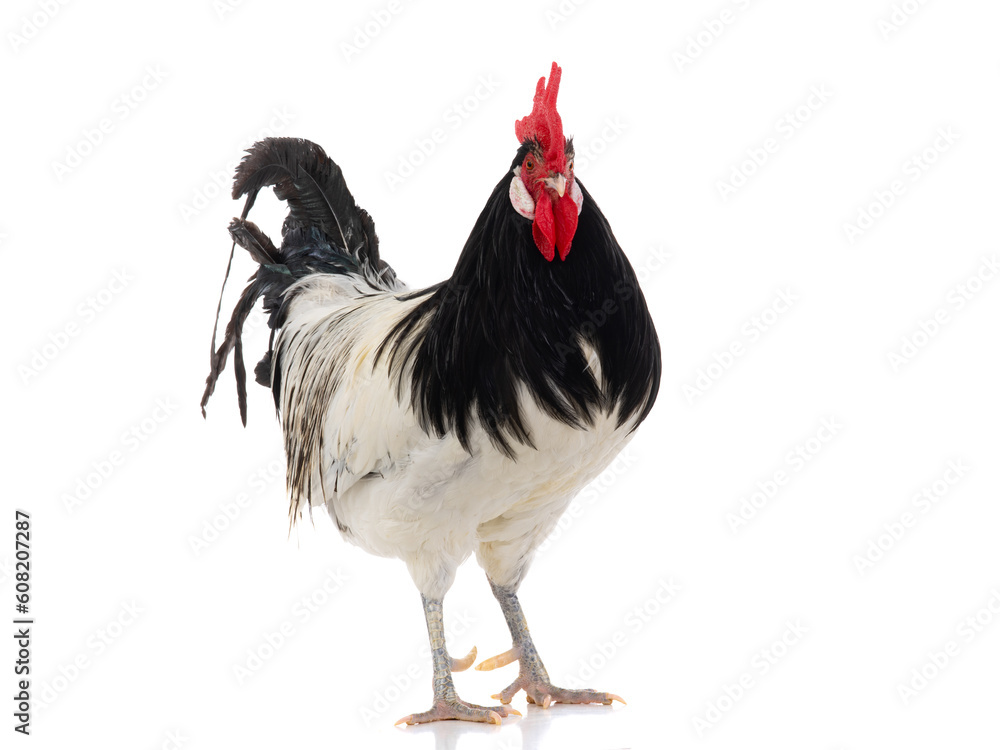 Fototapeta premium Lakenfelder rooster isolated on white background