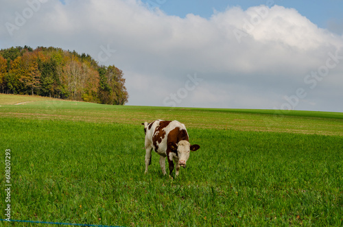 cow in the field