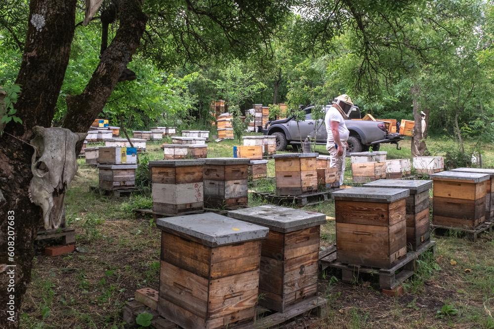 Picturesque forest apiary. Bee points in the forest. Ukraine, Odessa region spring 2023 Picturesque forest apiary. Bee points in the forest. Ukraine, Odessa region spring 2023