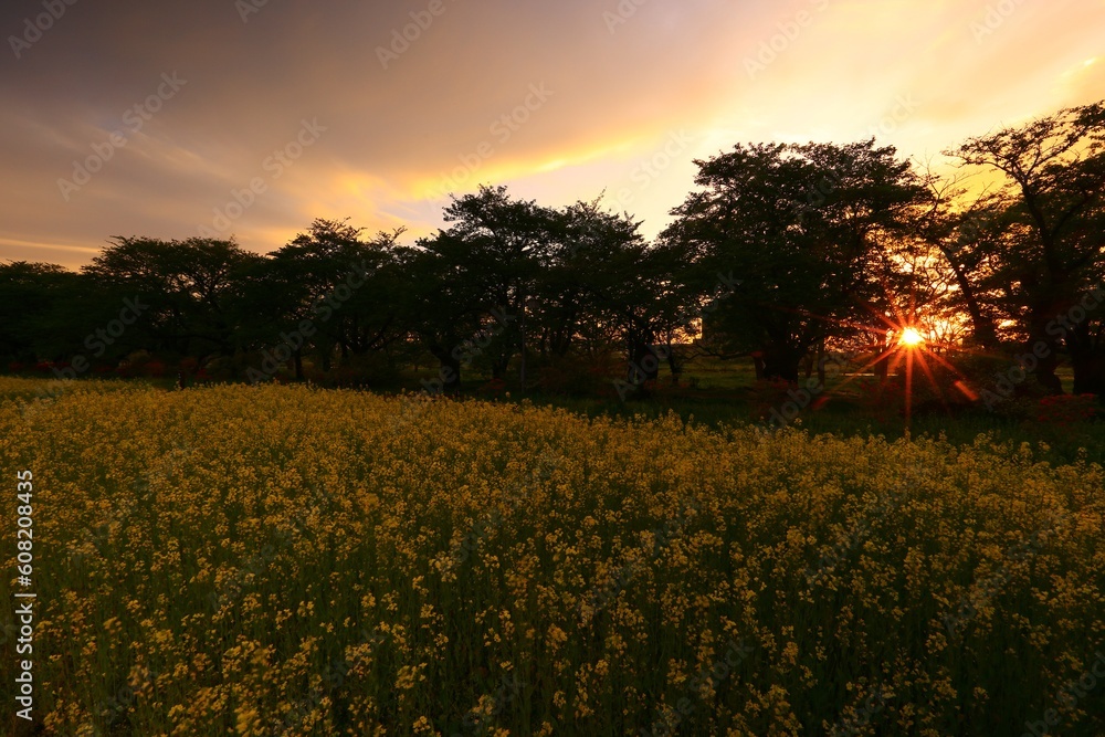 Obraz premium 夕焼けの菜の花畑