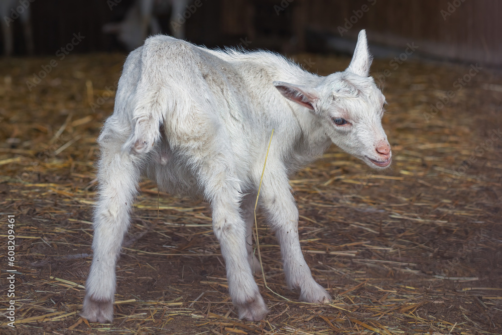 Baby goats in enclosure on animal farm.High quality photo.