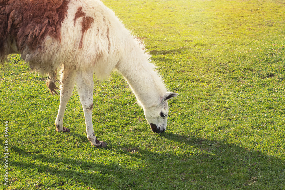 Obraz premium Alpaca on animal farm.High quality photo.
