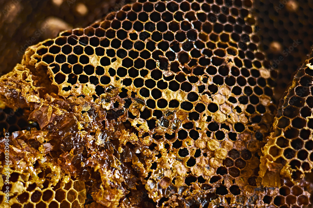 close up golden honeycomb and honey close up golden honeycomb and honey