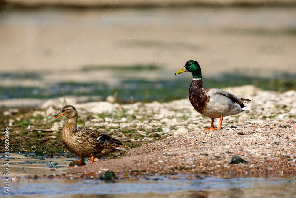 A pair of mallards in the wild A pair of mallards in the wild