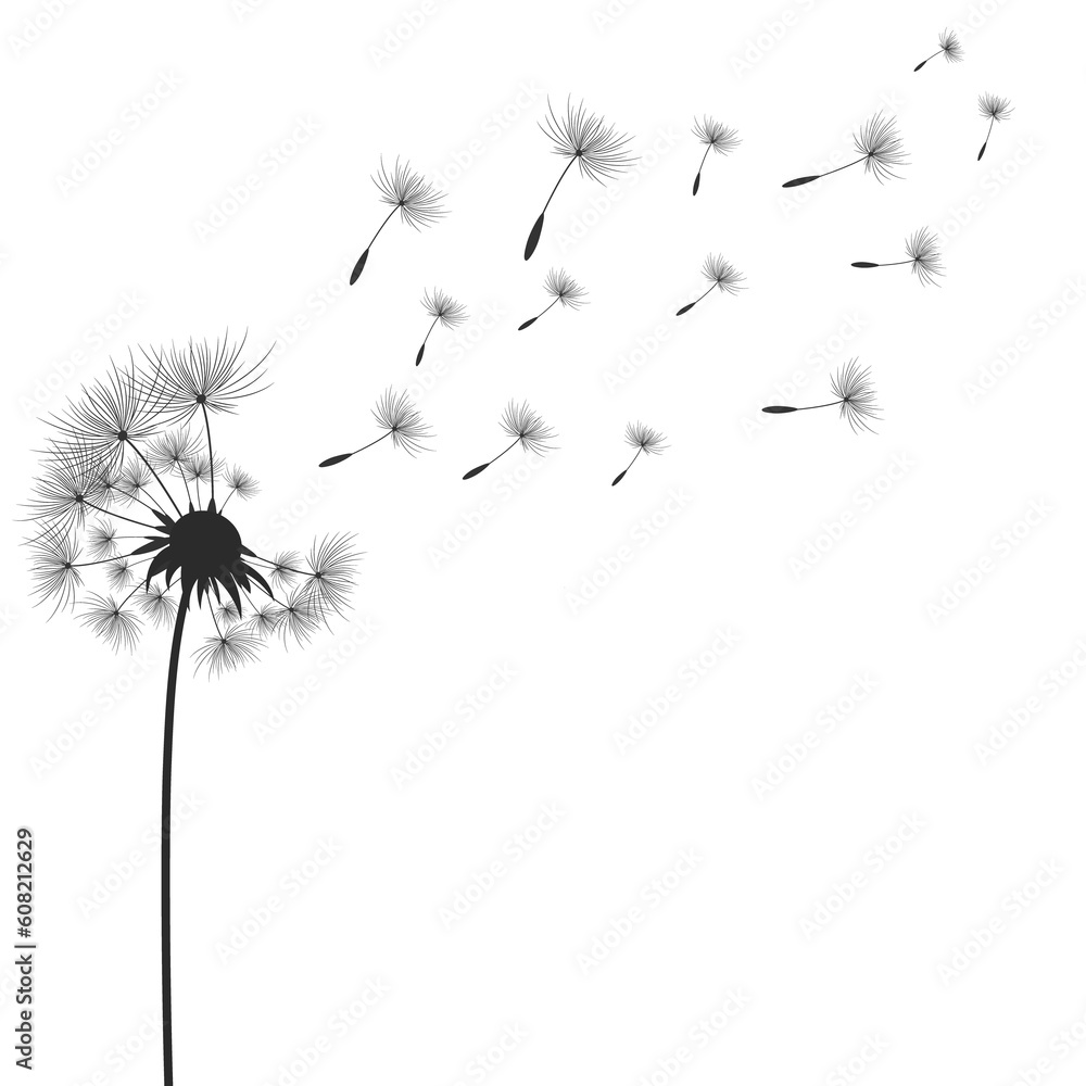 Fototapeta premium Dandelion flowers with seeds that fly away in the wind.