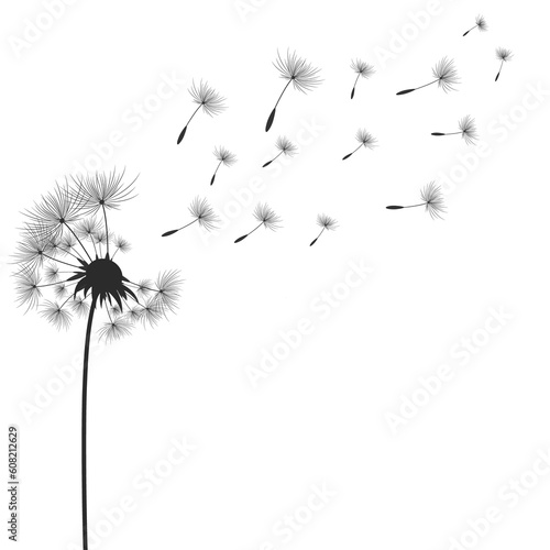 Fototapeta Naklejka Na Ścianę i Meble -  Dandelion flowers with seeds that fly away in the wind.