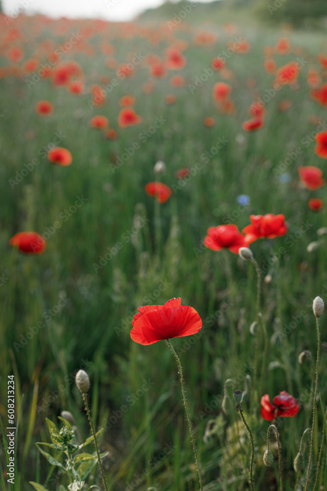 Poppy field in summer countryside. Atmospheric beautiful moment. Wildflowers in meadow, red poppy close up. Rural simple life, floral wallpaper Poppy field in summer countryside. Atmospheric beautiful moment. Wildflowers in meadow, red poppy close up. Rural simple life, floral wallpaper