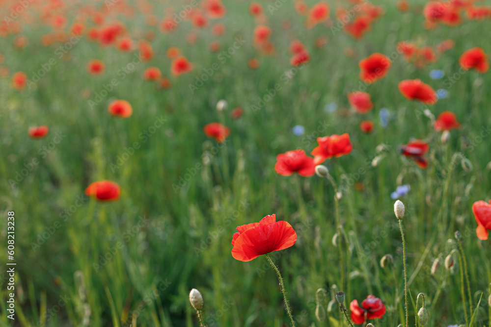 Poppy field in summer countryside. Atmospheric beautiful moment. Wildflowers in meadow, red poppy close up. Rural simple life, floral wallpaper