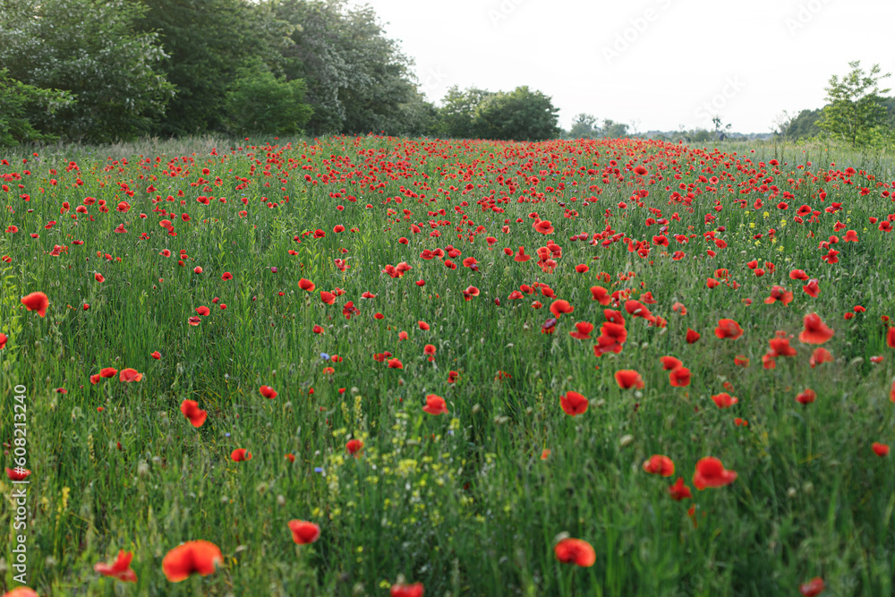 Obraz premium Poppy field in summer countryside. Atmospheric beautiful moment. Wildflowers meadow. Rural simple life, floral wallpaper