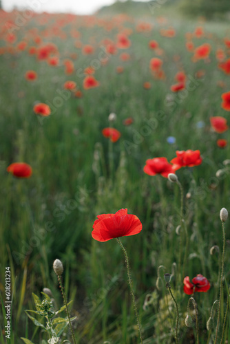 Poppy field in summer countryside. Atmospheric beautiful moment. Wildflowers in meadow, red poppy close up. Rural simple life, floral wallpaper © sonyachny