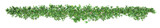 Southern or star jasmine, or Trachelospermum, or Rhynchospermum jasminoides, vine blossoming. Png transparency