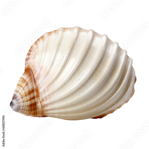 empty seashell isolated on transparent background cutout © Papugrat