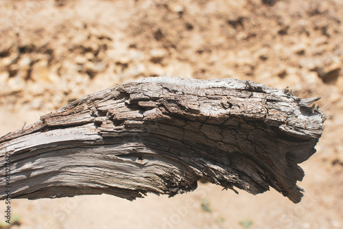 Part of an old dry tree. Close up. Abstract background. 