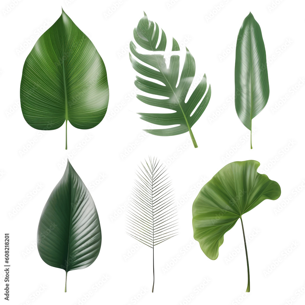 Fototapeta premium set of leaves isolated on transparent background cutout