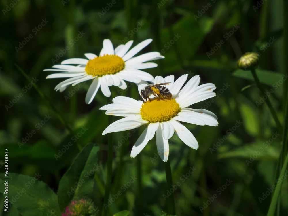 Close-up photo of white chamomile flowers Close-up photo of white chamomile flowers