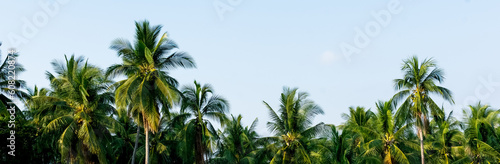 palm trees, palm leaves, palm tops against the blue sky