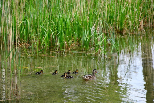 A close up on a duck family containing mother duck and numerous ducklings swimming next to her seen next to some reeds on a shallow yet vast river or lake on a sunny summer day in Poland