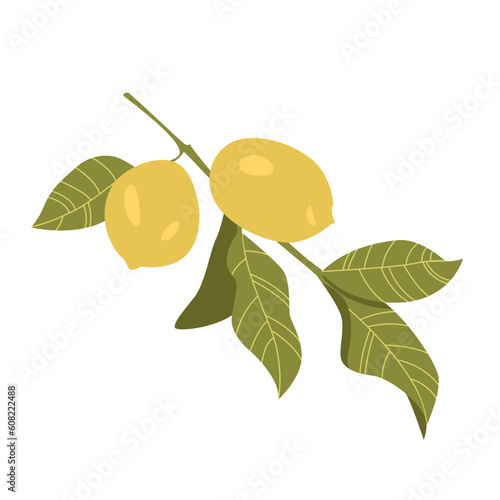 Leaves and Yellow Fruits on Lemon Tree Branch. Citruses Hand Drawn Vector Illustration.