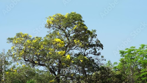 The beautiful scenery of big tree with yellow flower on sky background