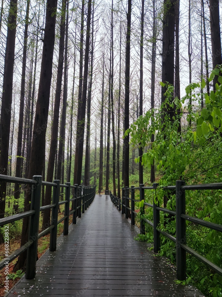 Fototapeta premium Rain in the mountains. Rainy day in the forest. wilderness landscape forest with pine trees and moss on rocks