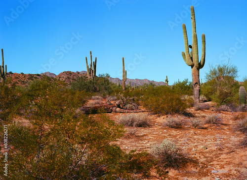 Sonora Desert Arizona