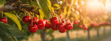 yellow cherry grows in the garden harvest. Generative Ai,