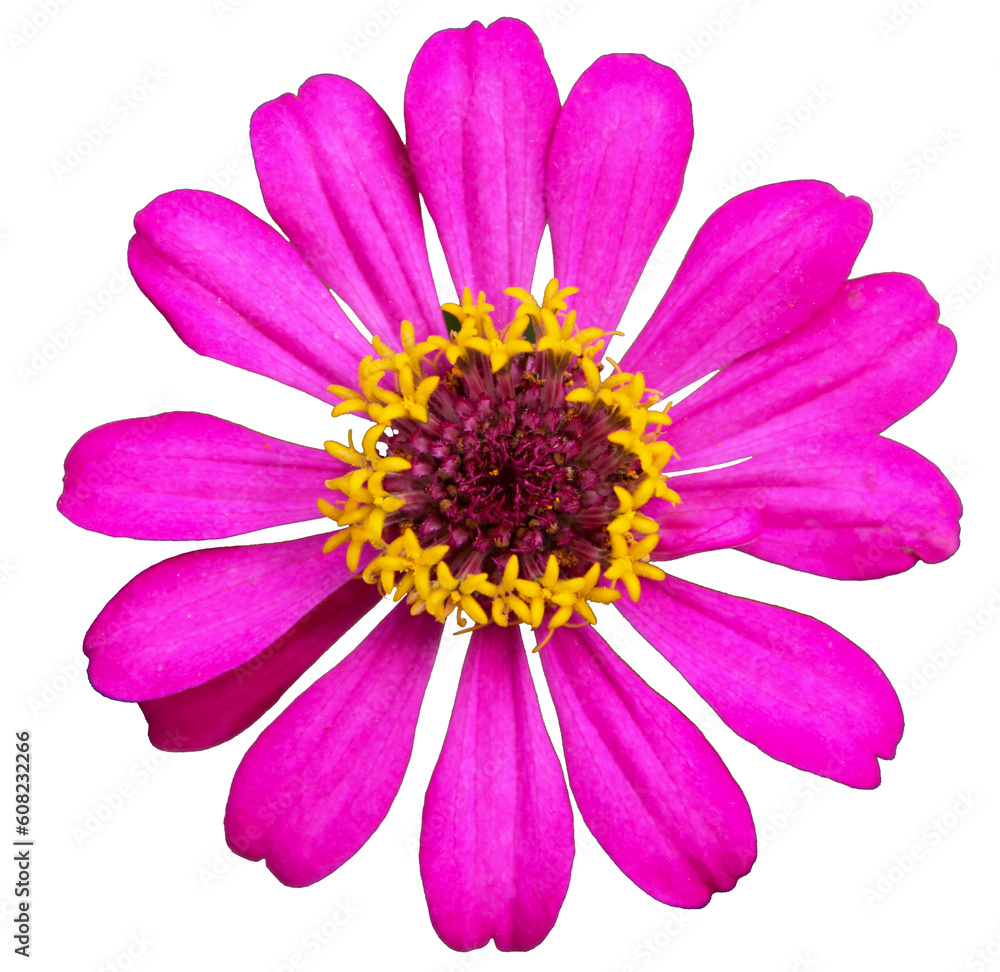 Zinnias flower blooming in the summer countryside. isolated on white. PNG Zinnias flower blooming in the summer countryside. isolated on white. PNG