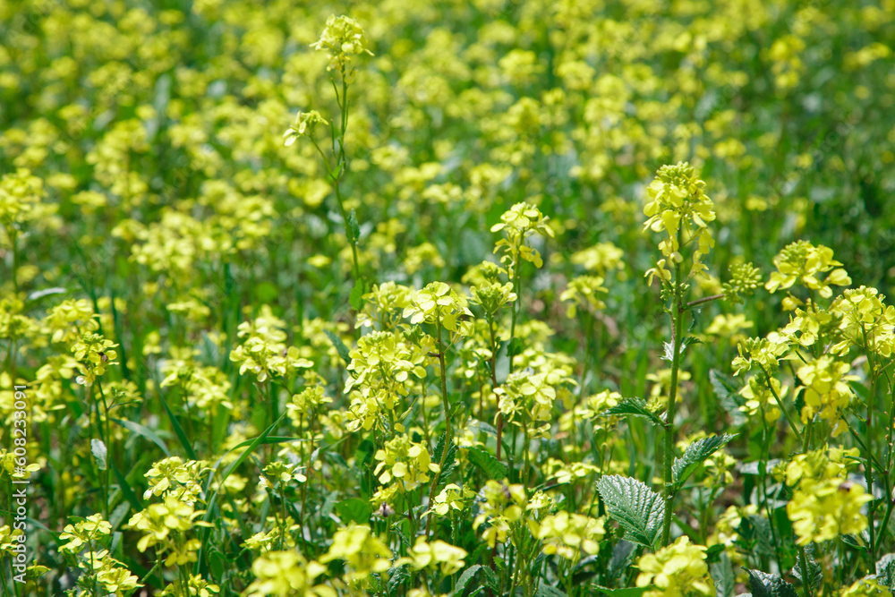 Background of yellow rapeseed or canola flowers. Canola field, blooming canola flowers close-up. Bright yellow rapeseed oil. blooming rapeseed Background of yellow rapeseed or canola flowers. Canola field, blooming canola flowers close-up. Bright yellow rapeseed oil. blooming rapeseed