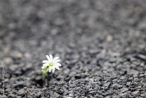 a flower grows from the asphalt © Андрій Лучишин