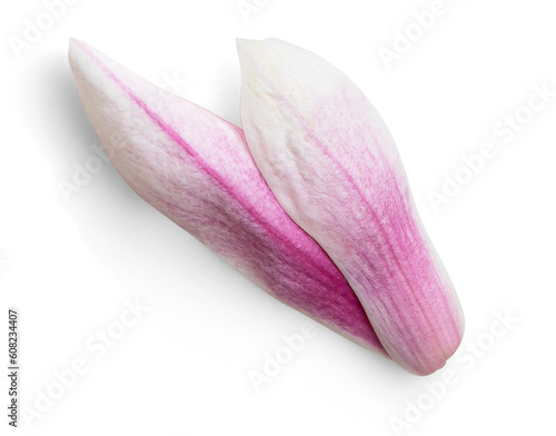 Magnolia Petal