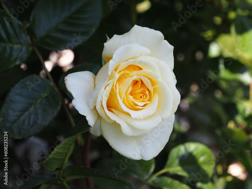 Weiß und gelb blühende Rose