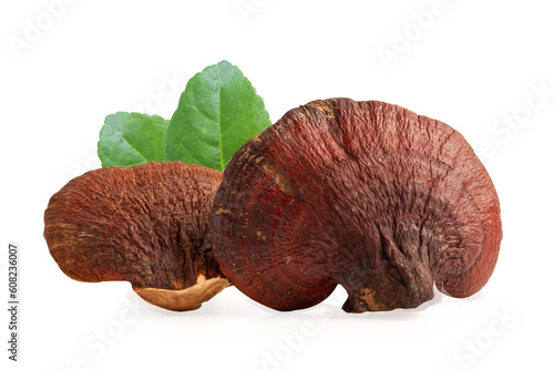 Dried lingzhi mushroom isolated on white background with clipping path.