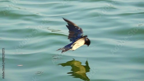 Wallpaper Mural Close-up swallow pinching insect in a water slow motion Torontodigital.ca