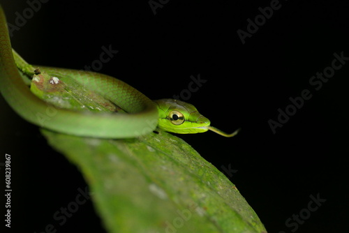 grüne Schlange Spitznatter (Oxybelis brevirostris) in Ecuador auf einem Baum