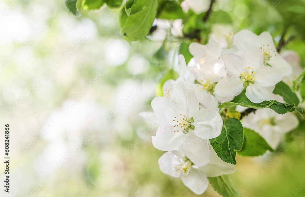 Fototapeta premium White Apple blossoms flowers, on green nature background