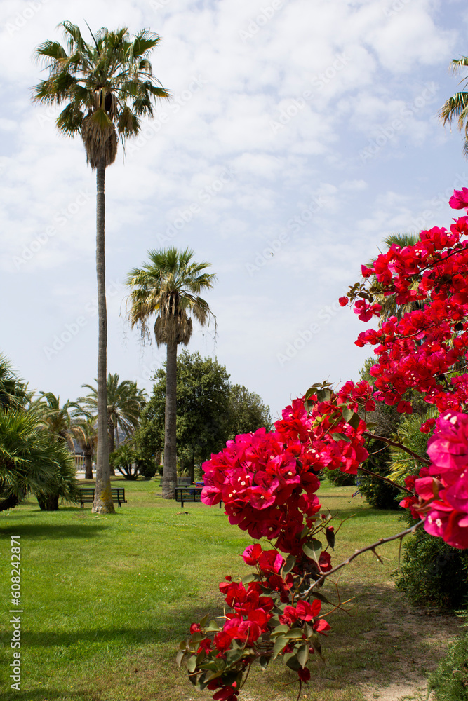 Beautiful view of the tropical park on a summer day. Close-up. Cagliari. Italy.