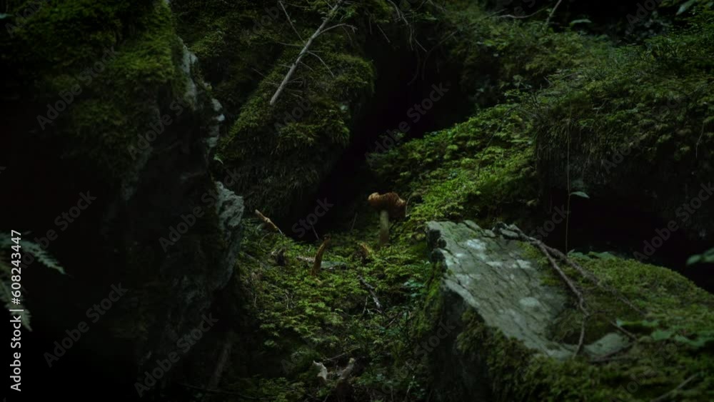Solitary mushroom in rain storm in dark Swiss forest Solitary mushroom in rain storm in dark Swiss forest